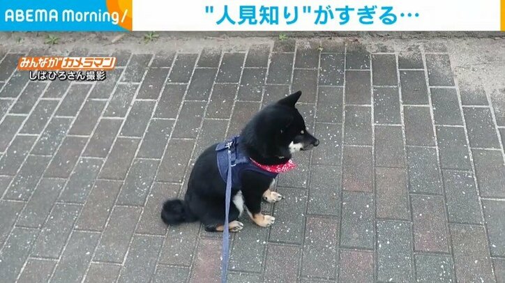 豆柴が"極度の人見知り"発動！ 人に出会うと一変…突然の逃走劇に飼い主「苦労しますが、面白くて笑えます」