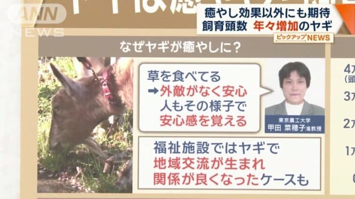 なぜヤギが癒やしに?