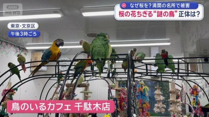 鳥と触れ合える都内のカフェ