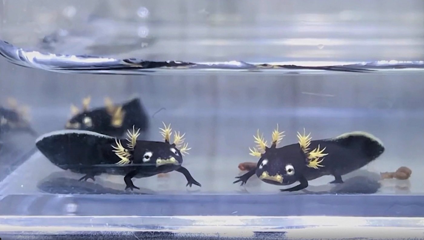 ゆるキャラ のようなイモリを発見 ウナギイヌみたい マンガみたいなお顔 と驚きの100万回再生 国内 Abema Times