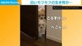 「入ってはダメ」の言いつけを守るポメラニアン兄妹 ドアから赤ちゃんを覗く姿に反響「お利口さん」「仲良く見てて可愛い」