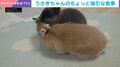「わたしのもの！」うさぎが食べ始めた子からガッツリ横取り→ムシャムシャ食べる姿 「悪い女ですねぇwww」「可愛すぎ」など反響