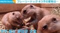 母親は名曲「さくら」… 4つ子のプレーリードッグの“愛称”に「最高のセンス」と反響