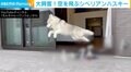 新しいおうちにシベリアンハスキーがピョーン！ 駆け回って喜びを表現 「躍動感」「ひゃっはー」