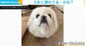 「どこいった?」布団と完全一体化したペキニーズの“ひとりかくれんぼ”に「めっちゃカメレオン」「かわゆw」と反響