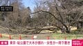 東京・砧公園で大木が倒れ…女性が一時下敷き