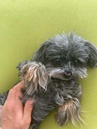 市川團十郎白猿『帰宅。』