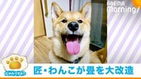 【映像】ひっそりと覗く柴犬と破損した畳