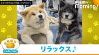 【映像】体をピーン！ 無防備に眠る秋田犬