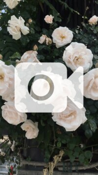 高垣麗子『周囲の反応』