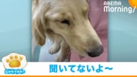 【映像】元気だった犬が絶望の表情