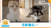 【映像】まさにツンデレ!? “5秒後”に可愛すぎるやりとりをする猫と犬