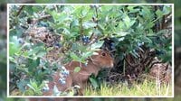 【映像】ブルーベリーを食べる野生のウサギ