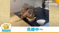 “ワイルド”に水浴びするフクロウ