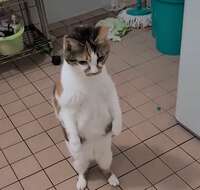 呆然自失の猫が直立不動に…衝撃の“勘違い”に「それは驚くw」反響の声