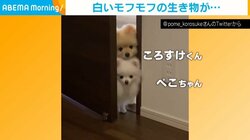 「入ってはダメ」の言いつけを守るポメラニアン兄妹 ドアから赤ちゃんを覗く姿に反響「お利口さん」「仲良く見てて可愛い」