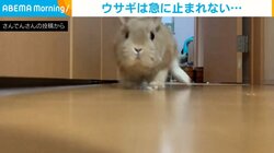 急に止まれない!! 猛ダッシュしたうさぎがスライディングで“激突”する瞬間に「かわいくて面白い」「小学生の頃思い出した笑」爆笑の声
