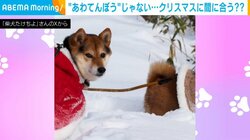 雪に夢中の弟犬 困惑気味の姉犬が「早く行くよー」と急かす“微笑ましい”やりとりが話題