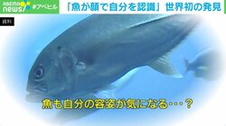 「魚も容姿を気にする？」世界初の発見 自己認識＝心も存在？