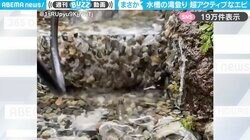 超アクティブ！水槽のエビが“まさかの滝登り”する様子に「すごい、のぼるんだ！」「思ってたより早くて、よちよち歩きで可愛い」