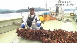 「日本産は信じられない」韓国で消えない福島第一原発事故の風評被害、それでも前を向く宮城のホヤ漁師たち
