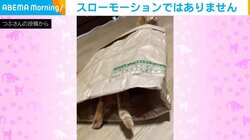 慎重に慎重に…袋の中にゆっくりと入っていく猫の“謎行動”に「スローモーションにしか見えません」「じわじわ入っていく（笑）」と反響