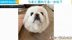 「どこいった？」布団と完全一体化したペキニーズの“ひとりかくれんぼ”に「めっちゃカメレオン」「かわゆw」と反響
