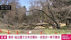 東京・砧公園で大木が倒れ…女性が一時下敷き