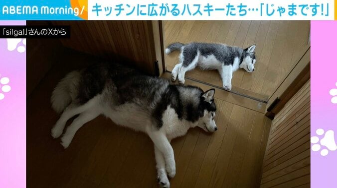 「正直、じゃまです（笑）」キッチンを占領するハスキー2匹に「『お気になさらず』と言いたげな目」「ジャマすれば、かまってもらえるもん！」など反響 5枚目