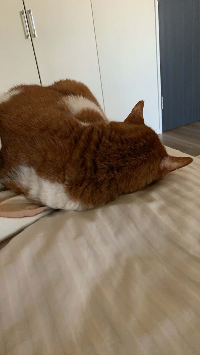 松居直美の愛猫