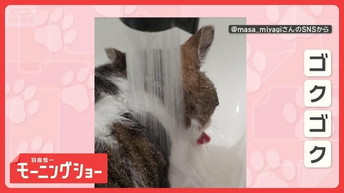 ずぶ濡れでもお構いなしだニャン　水浴びしながら水をゴクゴク　気にならないの？ 1枚目