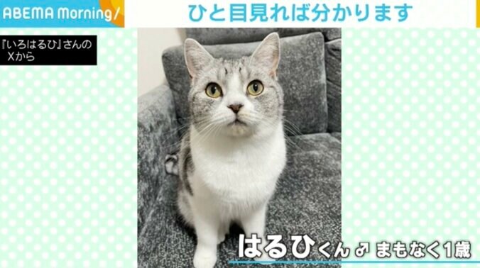 マンチカンのはるひくん