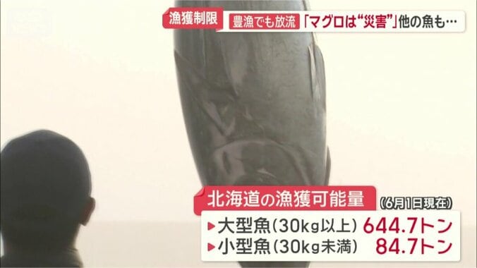 北海道の漁獲可能量