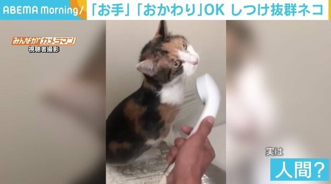 首輪をつけて散歩、おすわりにおても まるで犬のような猫 シャワーをあびる姿は人間？ 2枚目