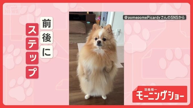 立ち上がってレッツダンス！　ユラユラと軽快ステップを踏むワンちゃん　踊ってるの？ 1枚目