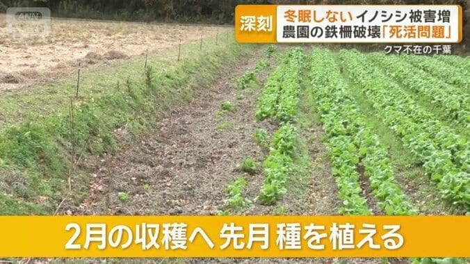 1列目と2列目は土が目立つ