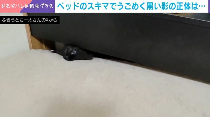ういろうちゃん