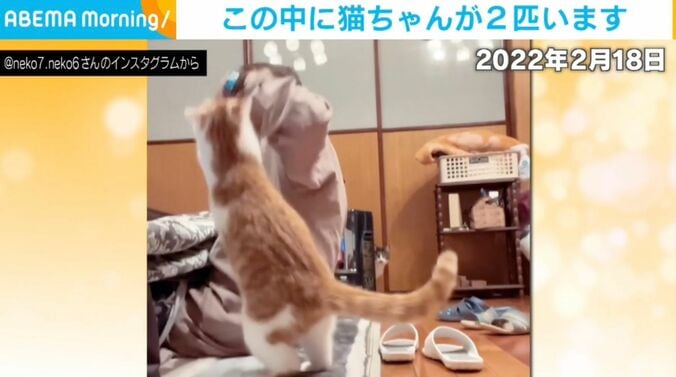 モチちゃん