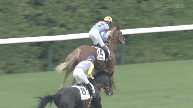 “しっぽ”に注目！ 希少かつ美しい注目ホース