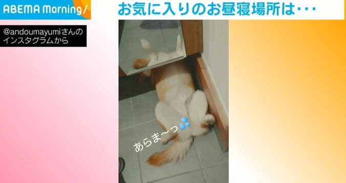 冷たくて気持ちいい？ 玄関で眠る“節電上手”な柴犬が話題 1枚目