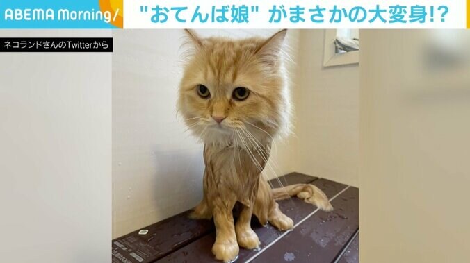 モフモフな猫が“スリム”に、何か言いたげな表情に「無表情だけど伝わってくる」の声 2枚目