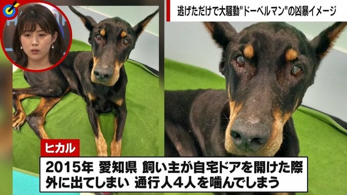 人を噛んで“殺処分”寸前のドーベルマンを保護 「問題は犬種ではなく飼い主の育て方」更生に挑んだトレーナー男性が訴え 3枚目