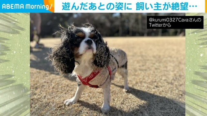 犬が芝生遊びに興奮した結果→自慢の“つやつやヘアー”が台無しに 衝撃的な変貌ぶりに飼い主「絶望を感じました」 2枚目