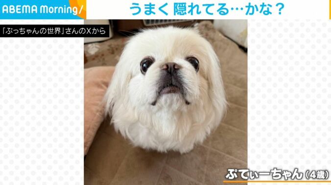 ペキニーズのぷてぃーちゃん