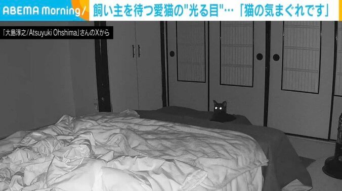 5匹の猫