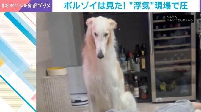 ボルゾイ