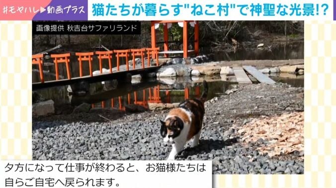 ねこ村