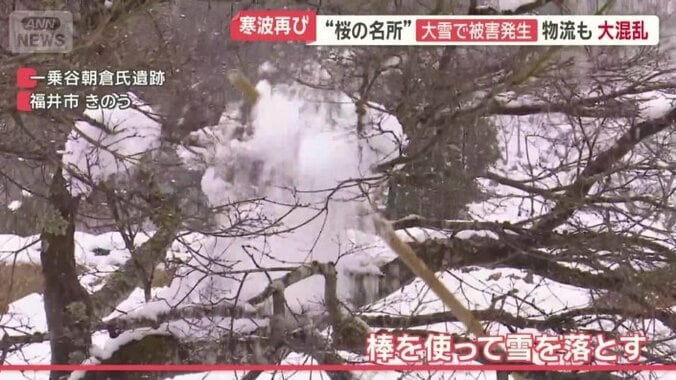 棒を使って雪を落とす