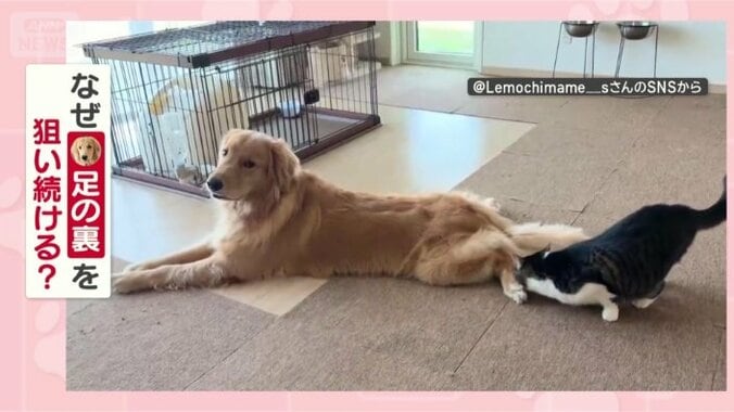 なぜ「足の裏」が好きなの？