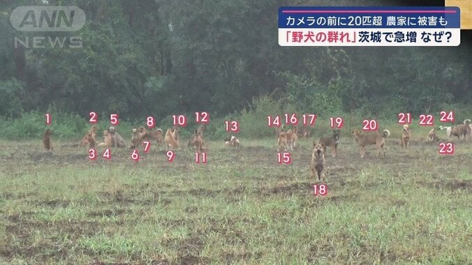 カメラの前に…24匹の野犬